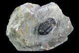 Bargain, Gerastos Trilobite Fossil - Morocco #125290-1